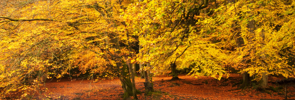 South Downs Way Walker Transport Taxi Service Baggage Luggage - National Park Petersfield - Transfers - London Heathrow Gatwick Luton Southampton Stansted